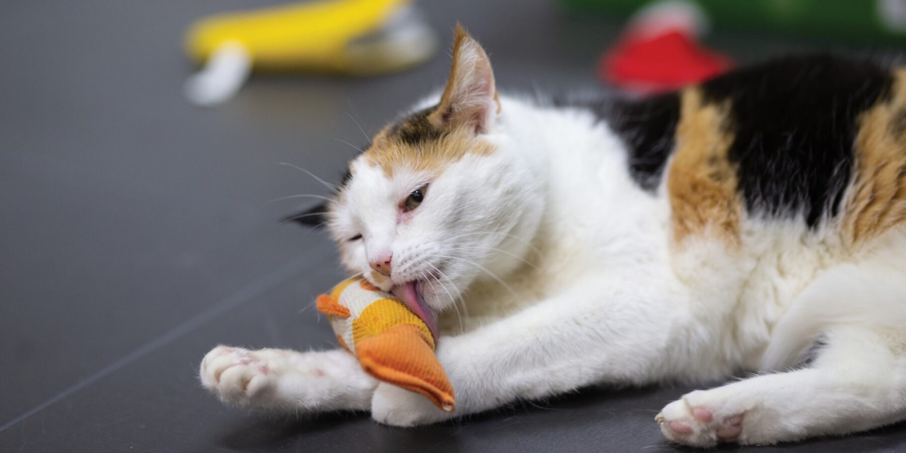 Kat Kato bij Dierenasiel Stevenshage in Leiden. Centraal+ zendt live uit vanaf de Open Asieldag op 10 oktober.