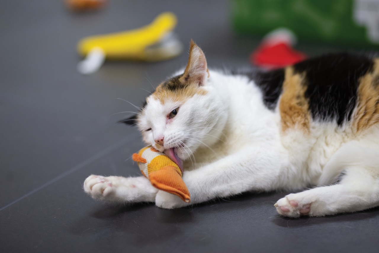 Kat Kato bij Dierenasiel Stevenshage in Leiden. Centraal+ zendt live uit vanaf de Open Asieldag op 10 oktober.