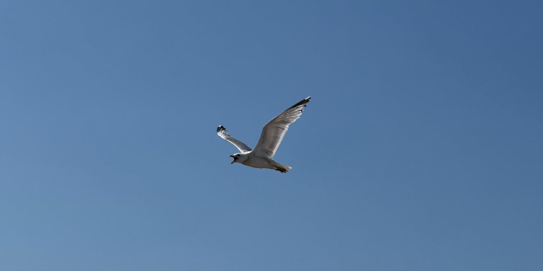 Een meeuw in de lucht. (Foto: Centraal+)