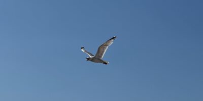 Een meeuw in de lucht. (Foto: Centraal+)