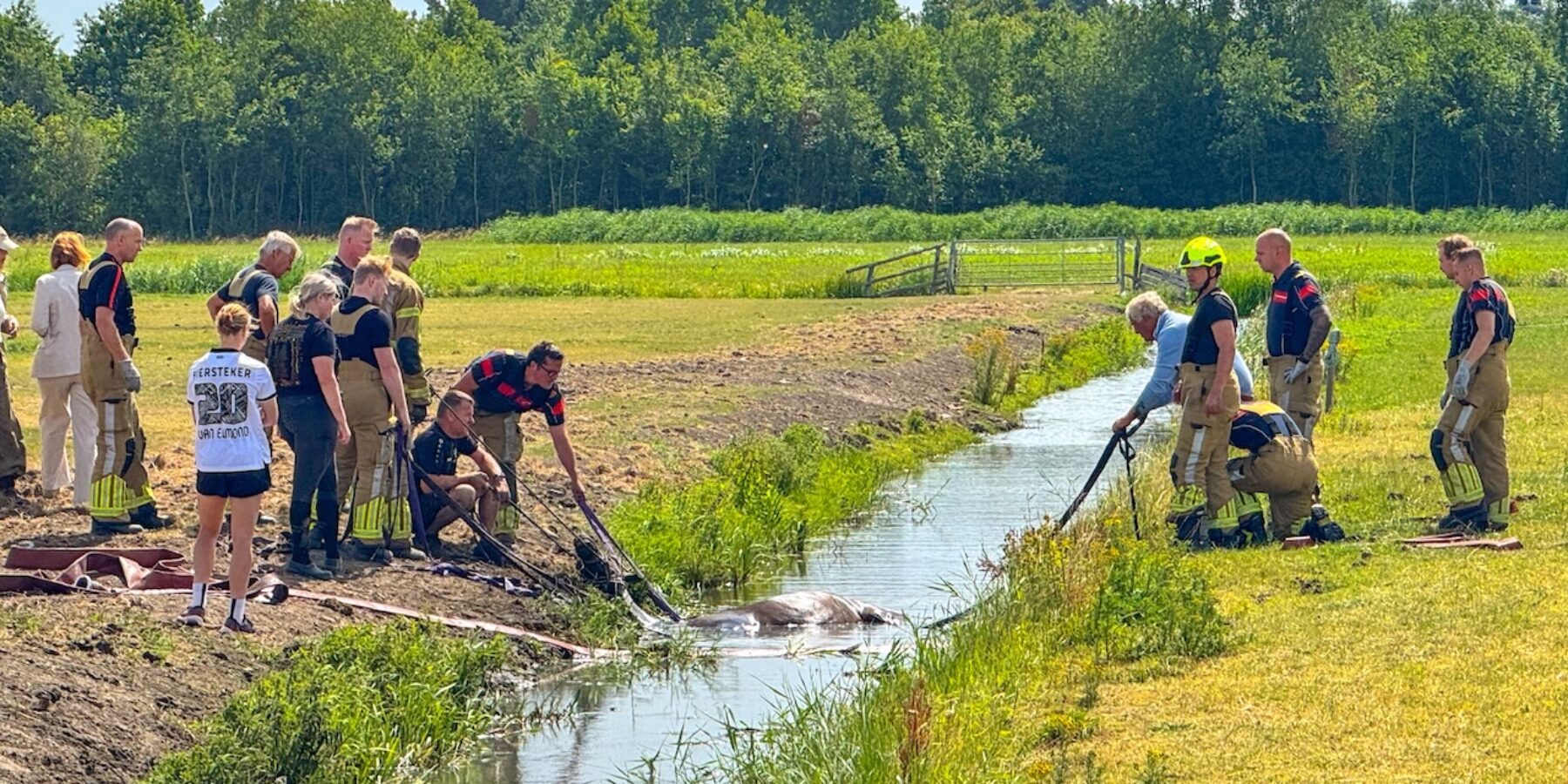 Paard in de sloot. De brandweer had flink wat werk om het dier uit het water te krijgen.