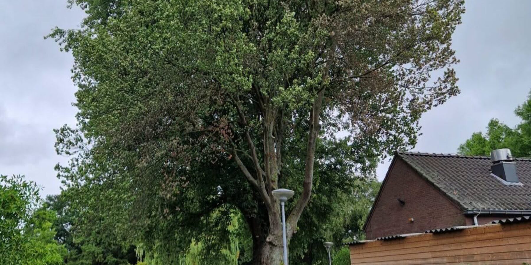 Een zieke iep in Voorschoten. Zieke iepen zijn getroffen door iepenziekte in Voorschoten.