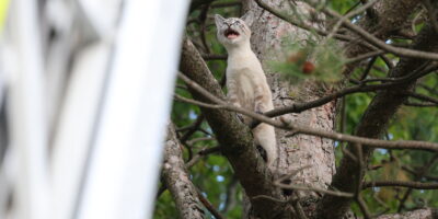 Kat in boom