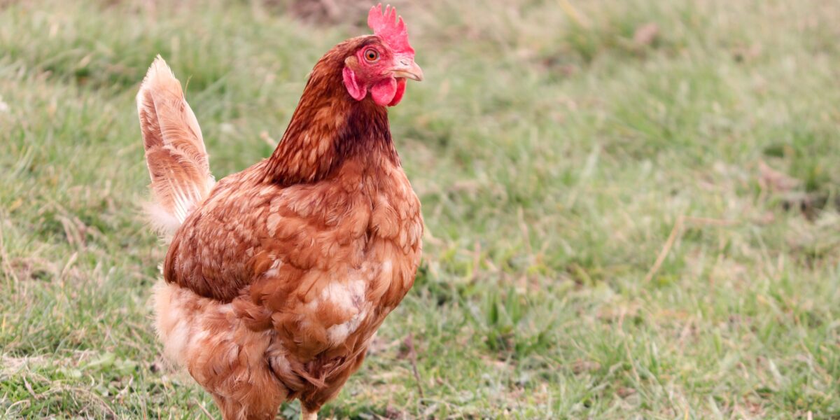 Partij voor de Dieren stelt vragen over lot van kippen in Houtkwartier
