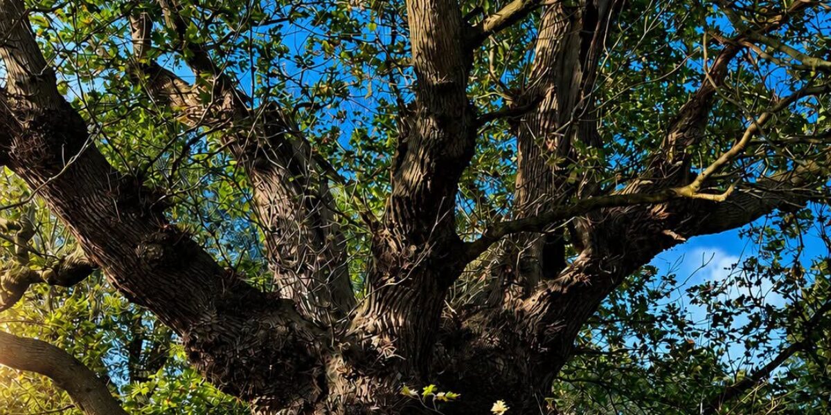 Oegstgeest zoekt bijzondere bomen voor 'Bomenlijst 2026'