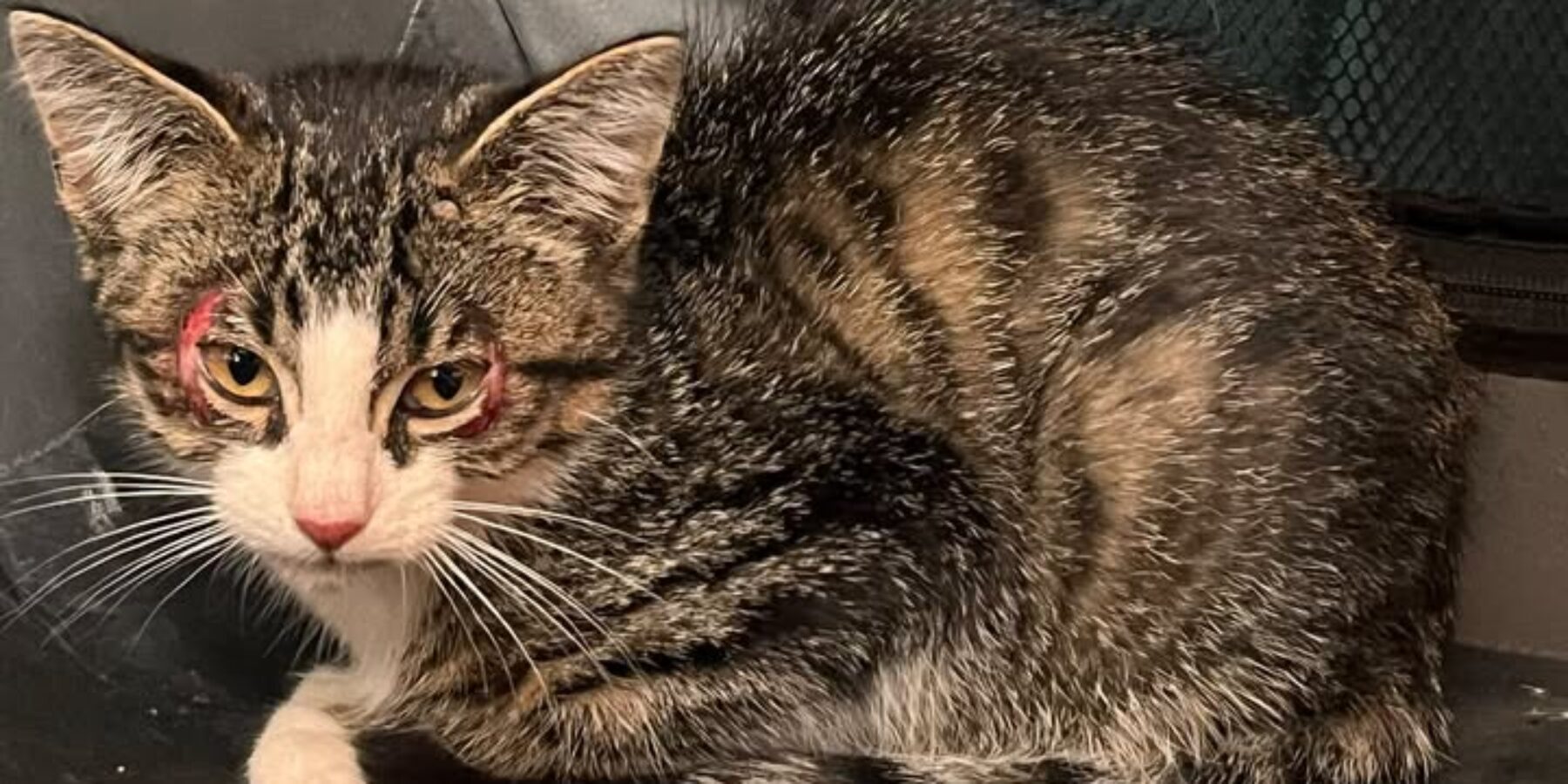 Wie herkent deze kitten?