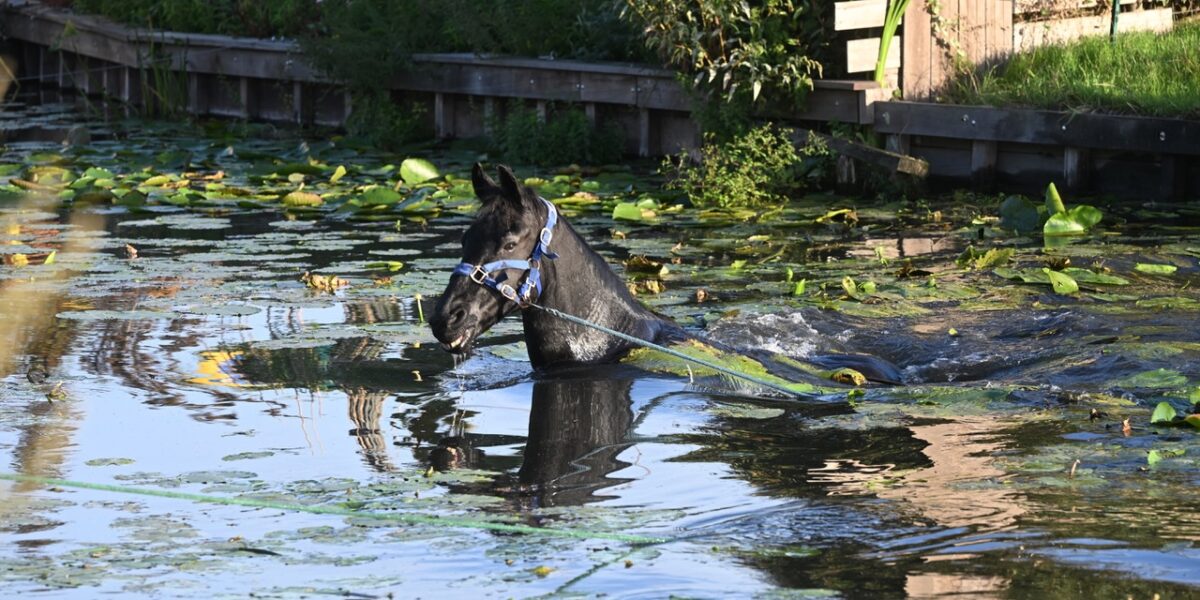 Paard te water in Voorschoten