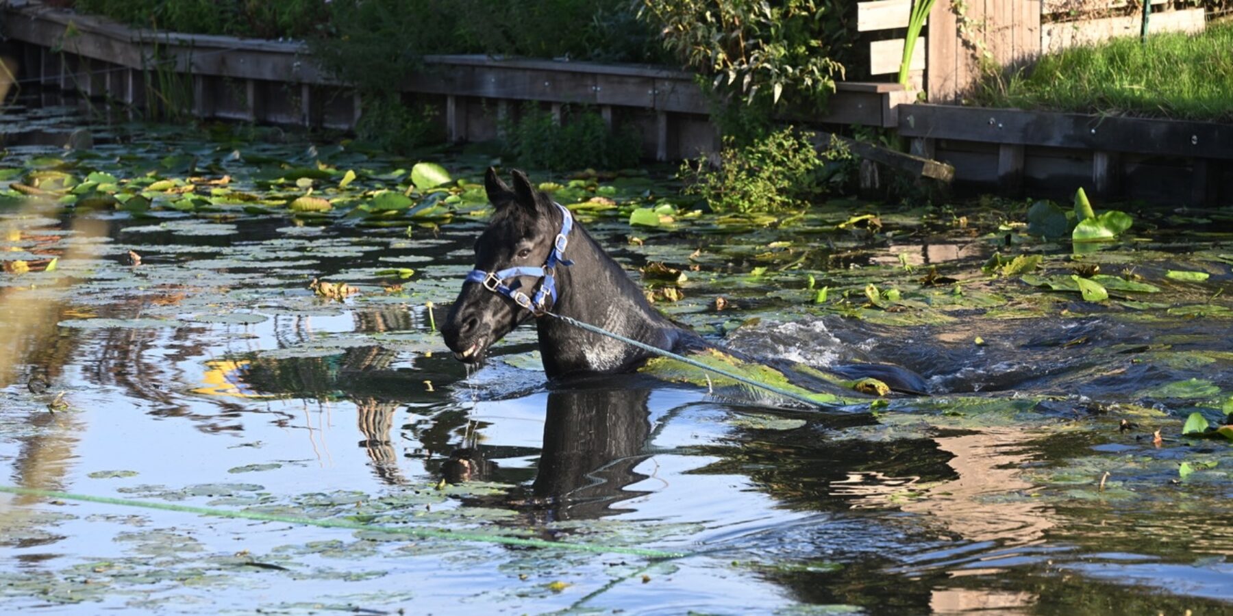 Paard te water aan de Mutatulilaan in Voorschoten.