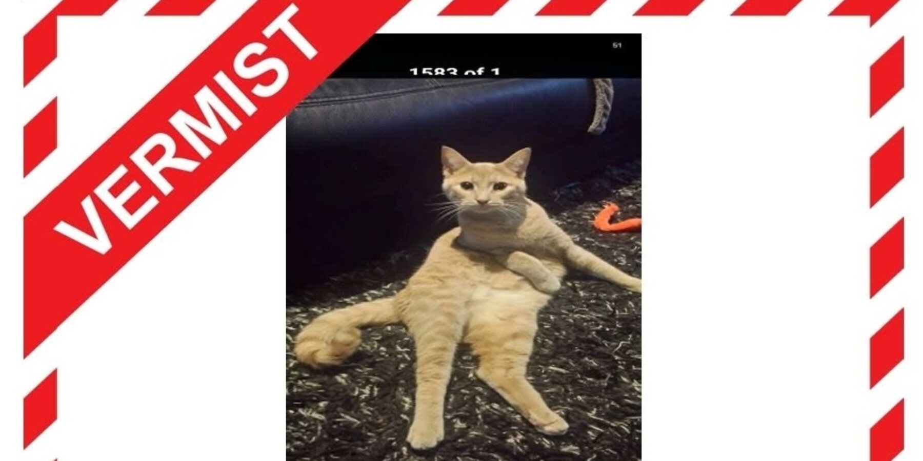 Kat Binky uit Leiderdorp wordt sinds zaterdag vermist.