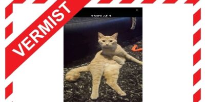 Kat Binky uit Leiderdorp wordt sinds zaterdag vermist.