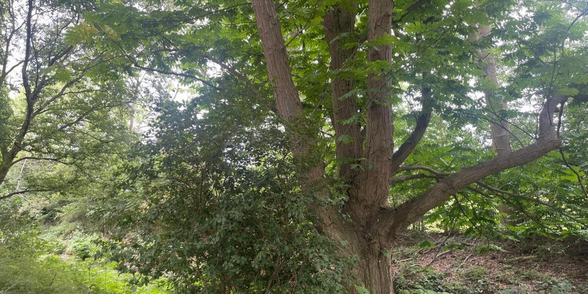 Zeven bomen in Oegstgeest krijgen TreeTag tijdens Europese actiedag