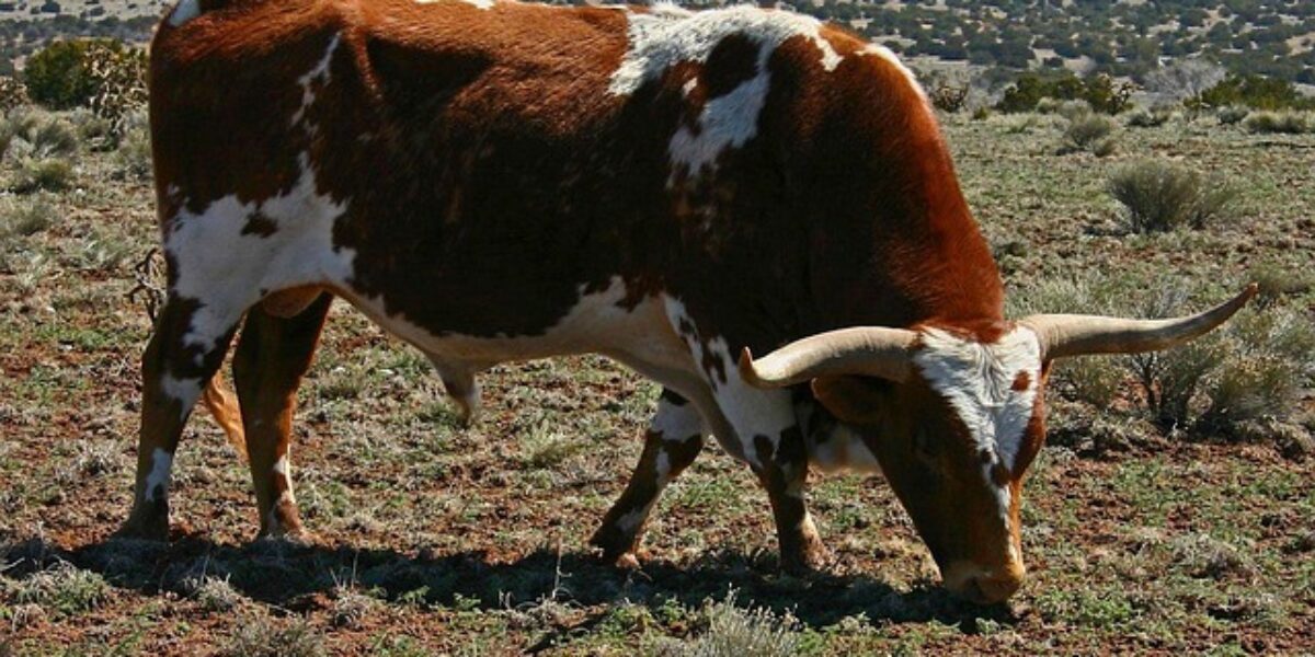 Rodeostier voor goed doel op Jaarmarkt Leiderdorp