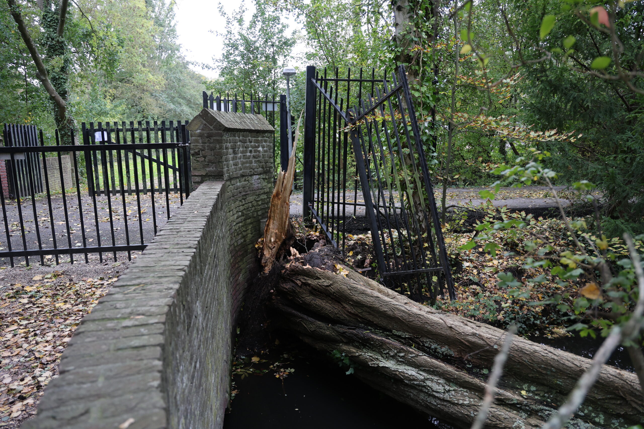 De omgevallen boom op het hek bij basisschool Woutertje Pieterse in Leiden (Foto: Regio15)