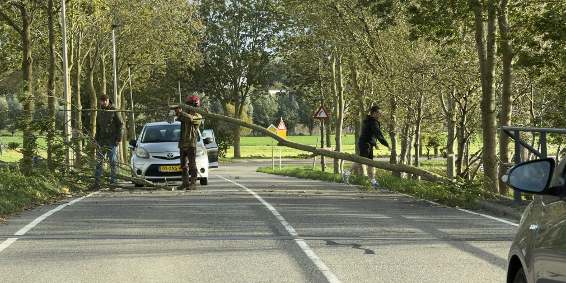 Boom op Achthovenerweg Leiderdorp (Foto: Regio15)