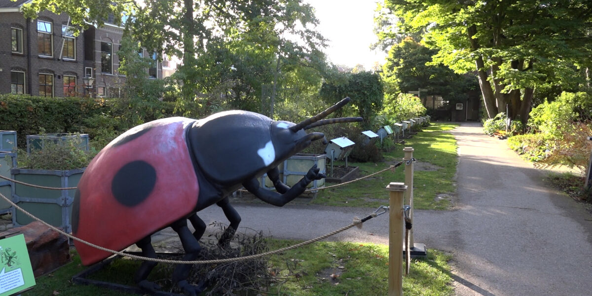 Gigabeestjes gespot in de Hortus botanicus in Leiden