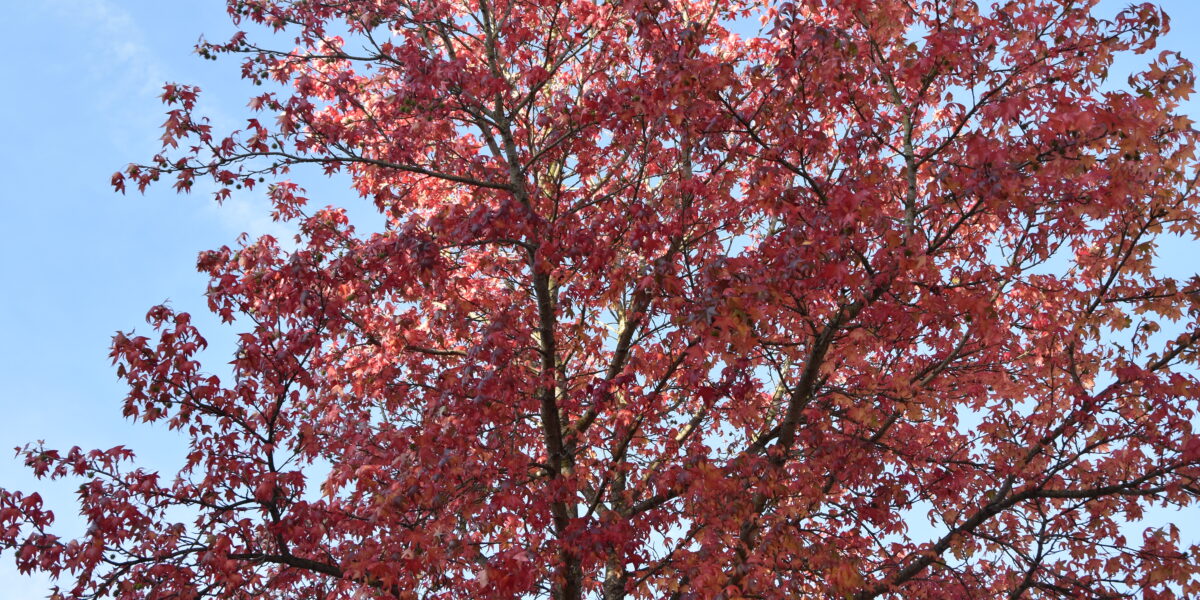 Herfstkleuren bewonderen in polderpark Cronesteyn