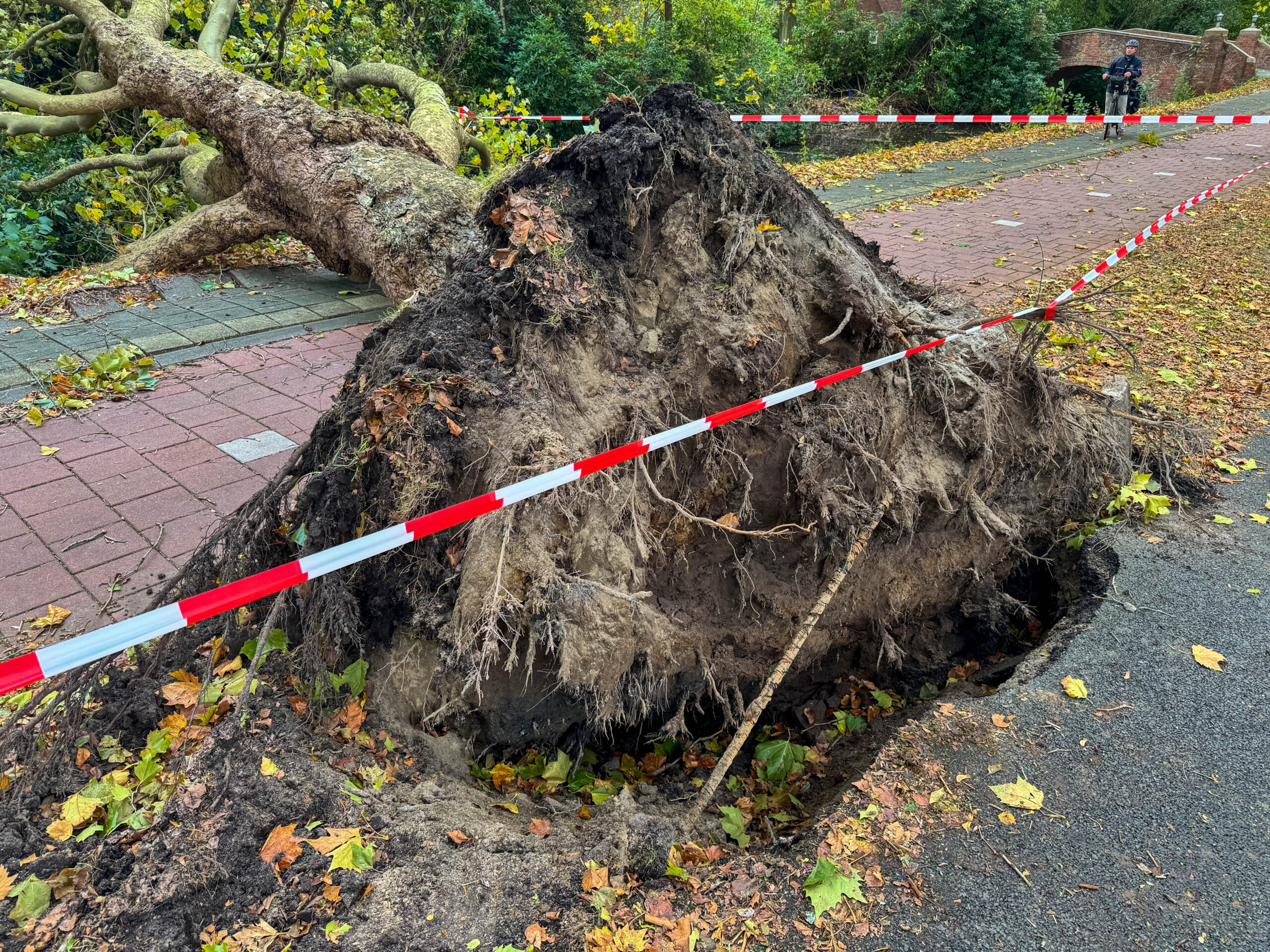 Met kluit en al is de boom uit de grond getrokken
