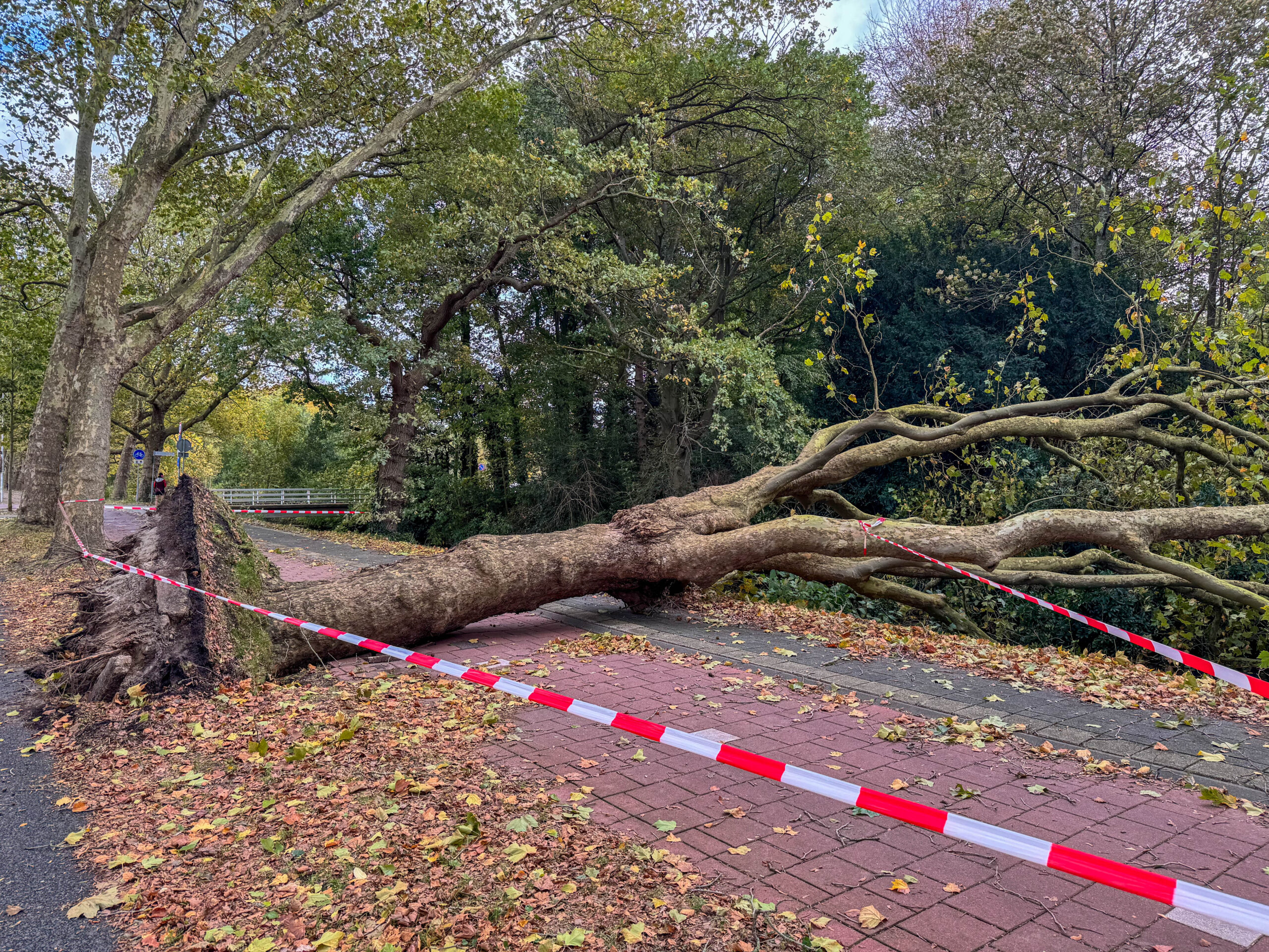 De grote boom sluit het hele fietspad af