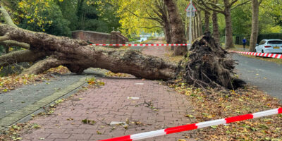 Een omgewaaide boom op de Backershagenlaan in Wassenaar met rood wit lint om het fietspad af te zetten
