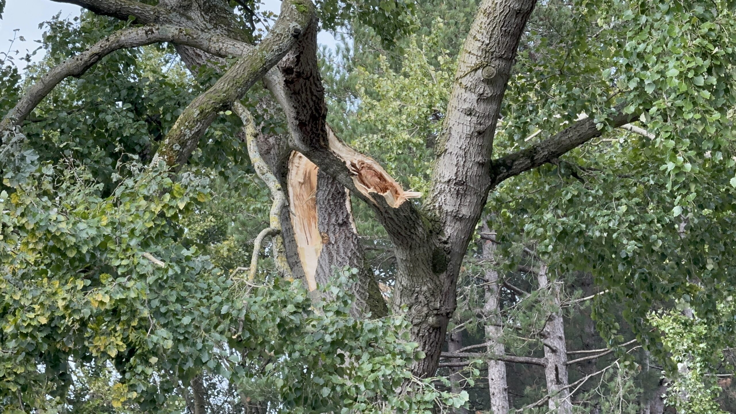 Afgebroken takken bij een boom op de Meijendelseweg in Wassenaar (Foto: Regio Leiderdorp)