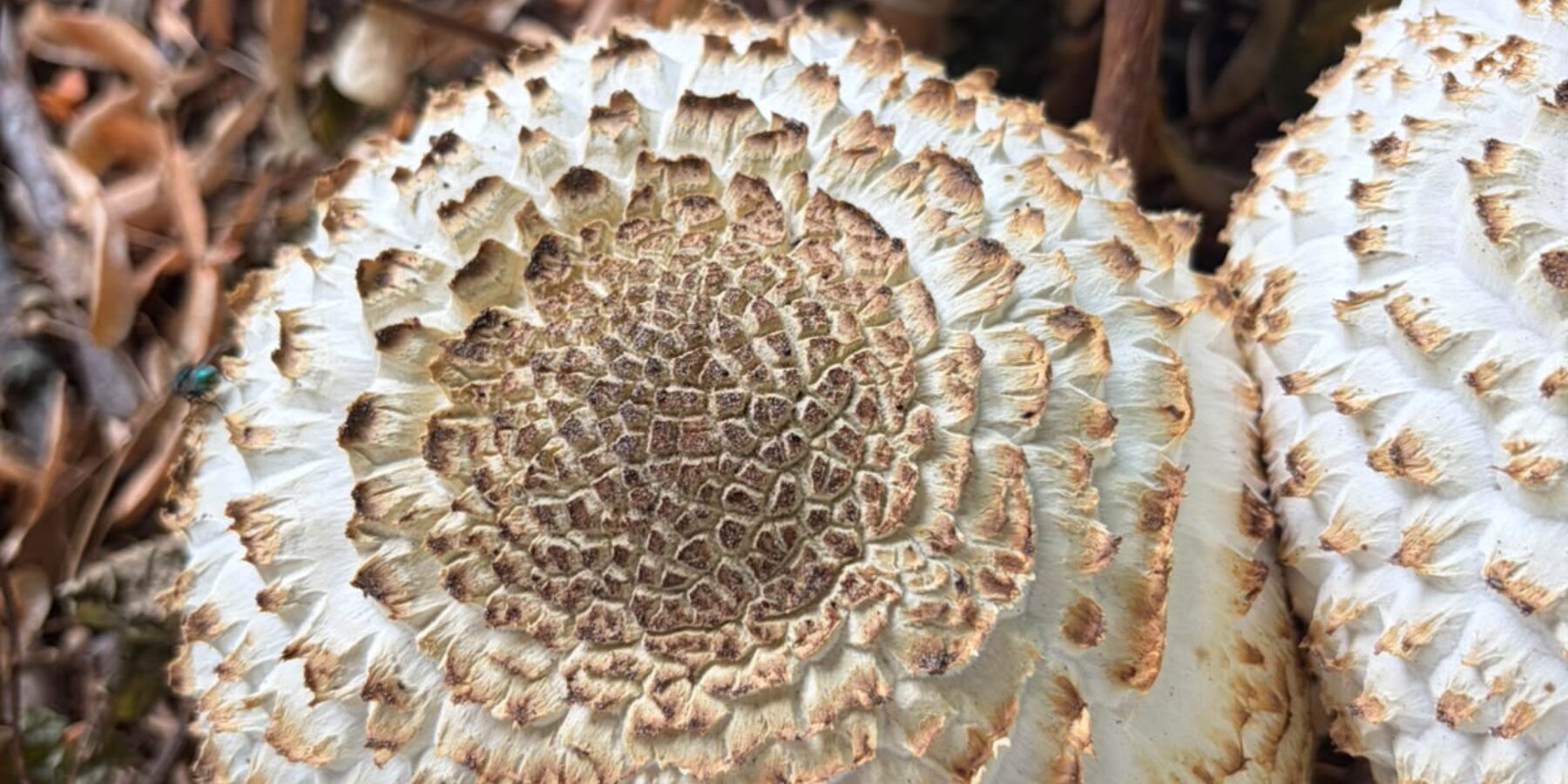 Paddenstoelen
