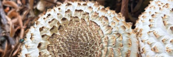 Paddenstoelen