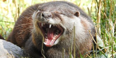 Otters in Meijendel zijn familie
